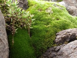 Crassula expansa subsp. expansa on a mossy mountain